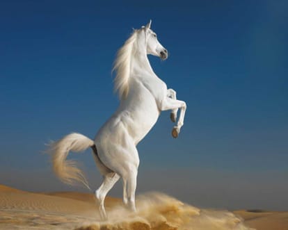 Horses can be transmitted to glanders disease in rajasthan