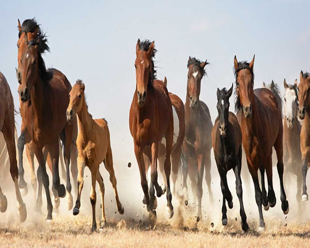 horse, donkey, deasease, problam, alert in bhiwani