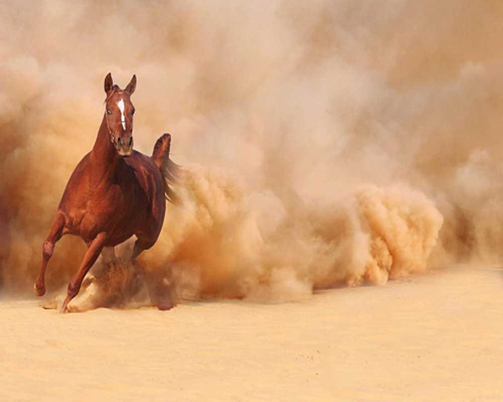 horse show, team came late, delay, starting from today onwards, horse riding, jalandhar, punjab