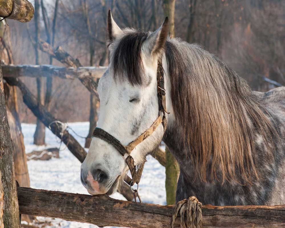 Ohh! That's why Horses are compared to Man