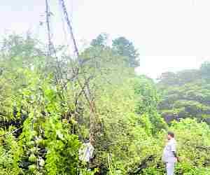 Tree fell on HT Line, power crisis