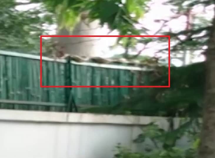 डीएम कार्यालय में अजगर