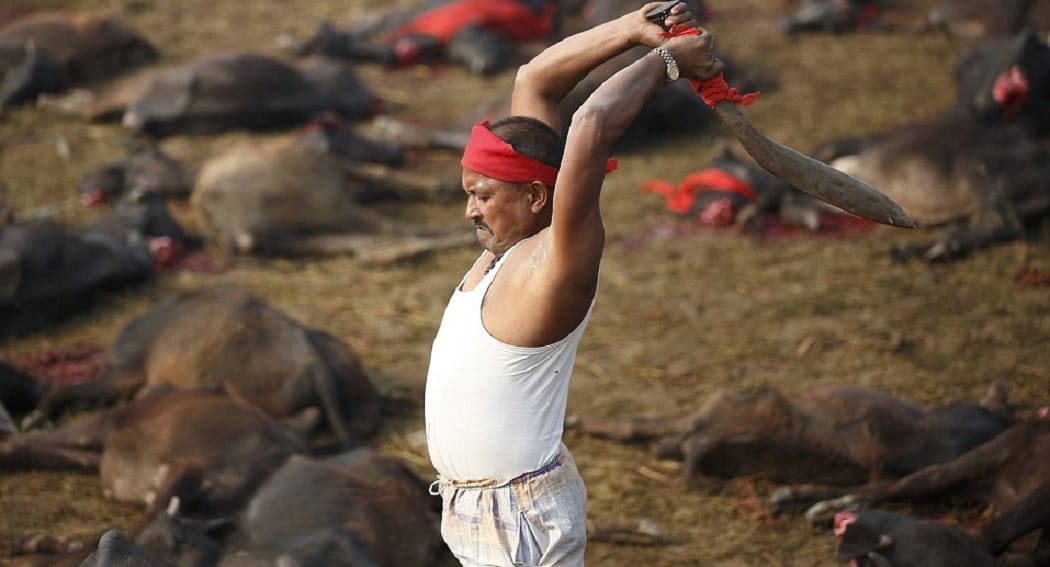 Over the years, the evil practice of animal sacrifice in Mainpuri continues