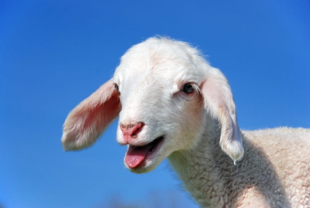 two thousands sheeps died in chamba pangi