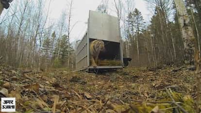 Incredibly Rare Siberian Tiger Release - GoPro Video of the Day 