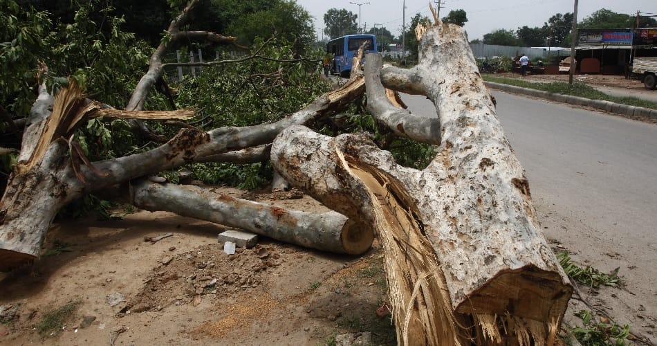 Eastern Peripheral Expressway glittering offering 496 tree