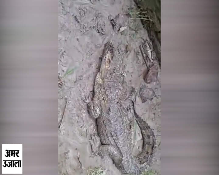 तालाब में मिला मगरमच्छ