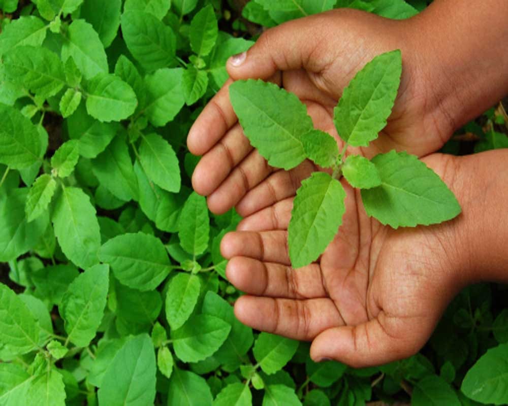 Home remedies for Viral Fever