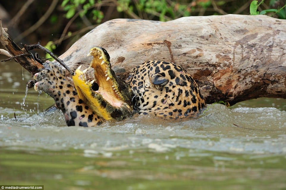 jaguar hunt down crocodile