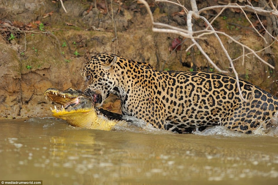 jaguar hunt down crocodile