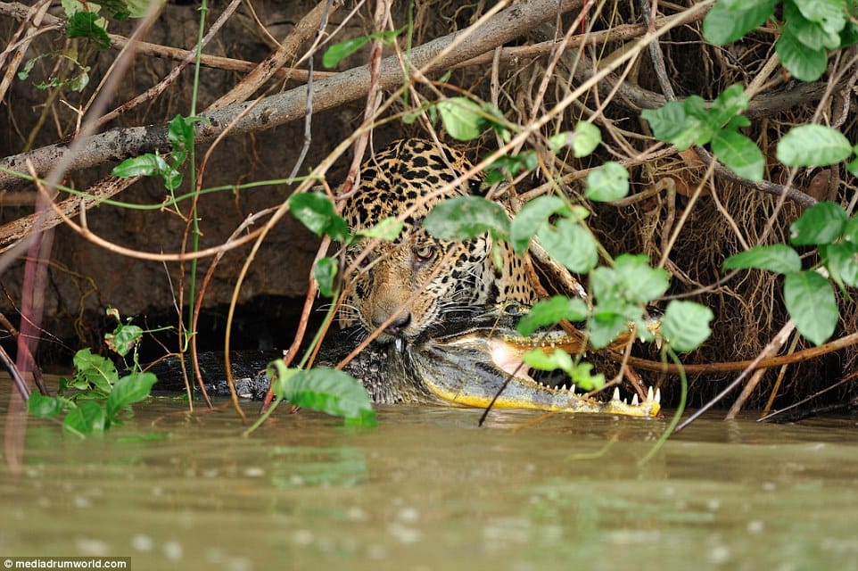 jaguar hunt down crocodile