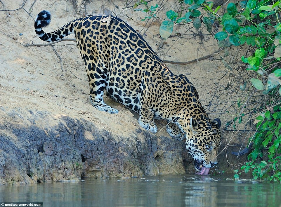 jaguar hunt down crocodile