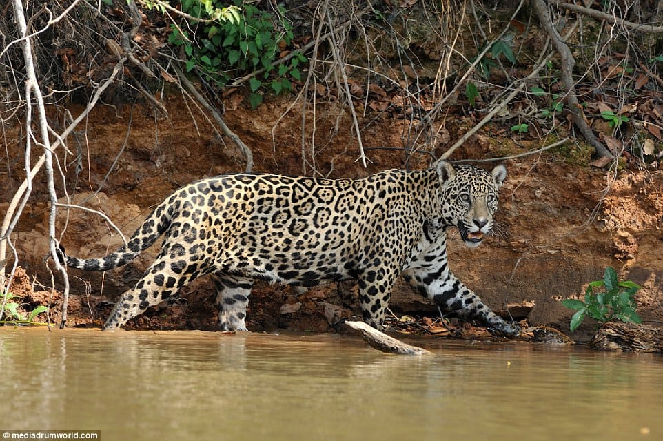 jaguar hunt down crocodile