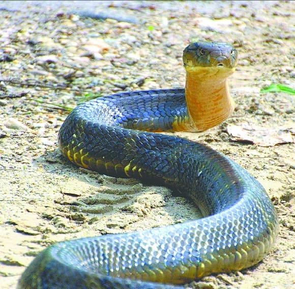 nag panchmi why people offering milk to snake