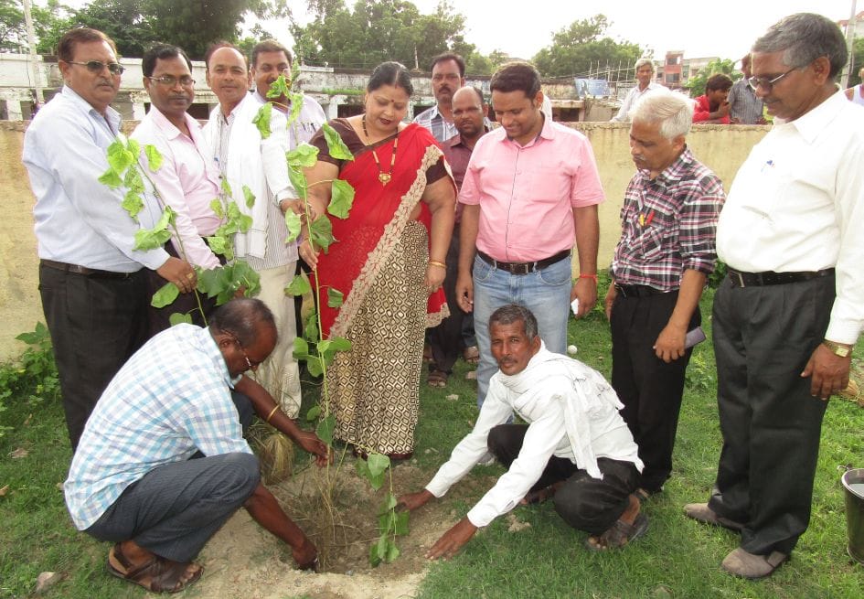 Everyone must plant five plants