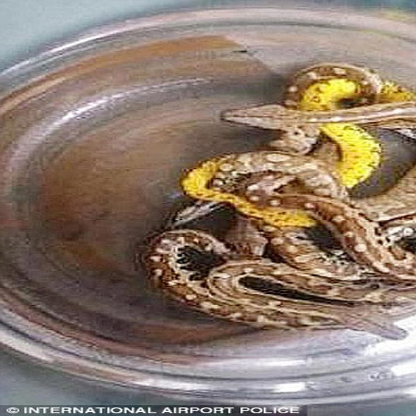 airport officials discovered passenger had hidden ten live pythons down trousers