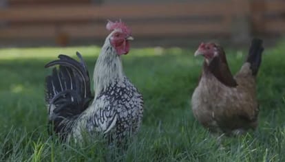 Rohan Bopanna Poses with Rooster in PETA Campaign