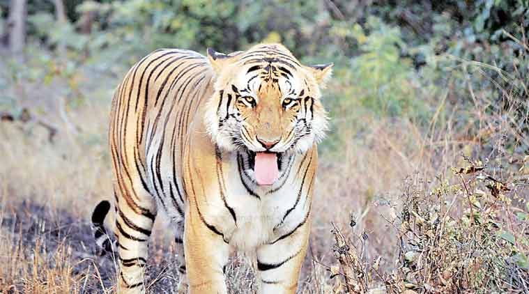Nagpur’s beloved big cat goes missing, over 100 join the hunt.