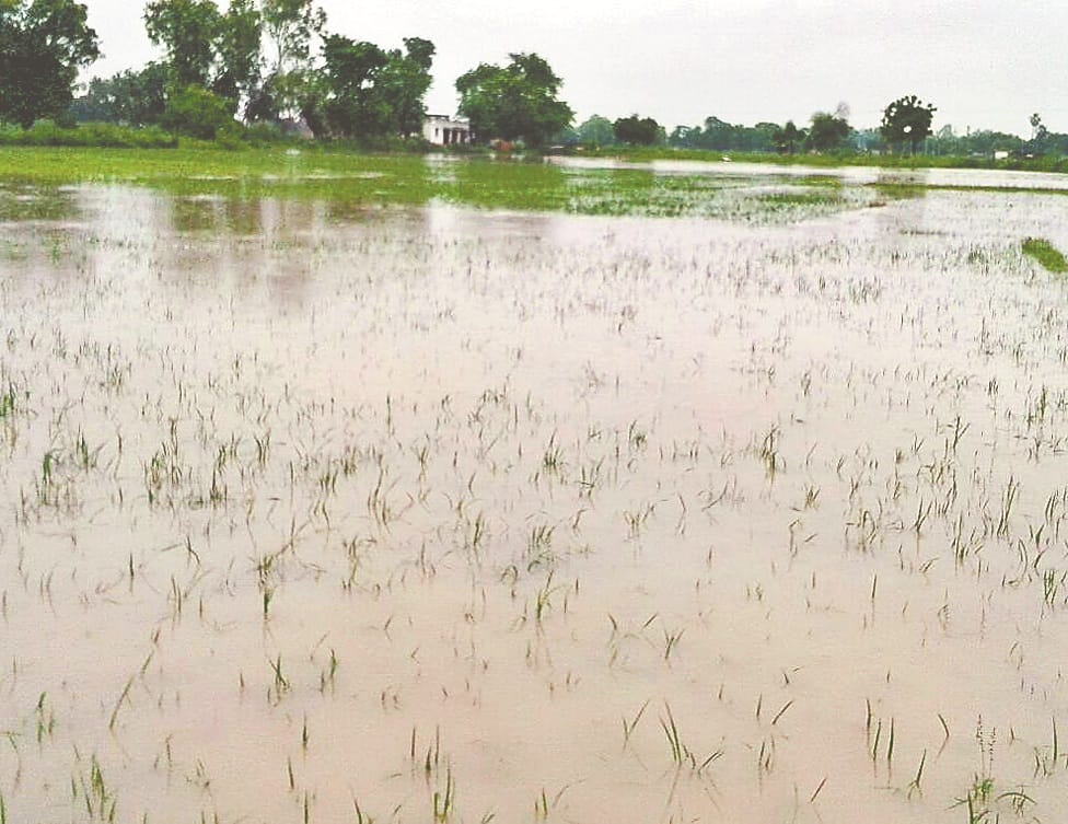 waterlogging in field