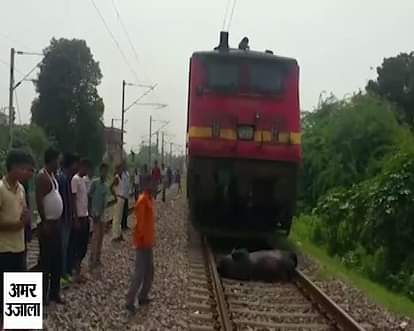 Animal death slip by train in kanpur