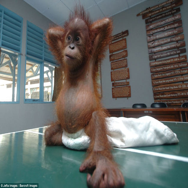 seven-month-old baby orangutan nursed back to health after being rescued from wildlife smugglers