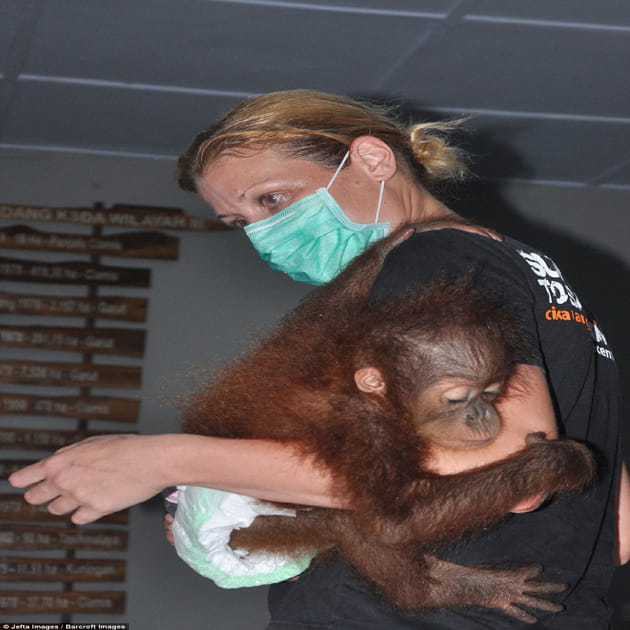 seven-month-old baby orangutan nursed back to health after being rescued from wildlife smugglers