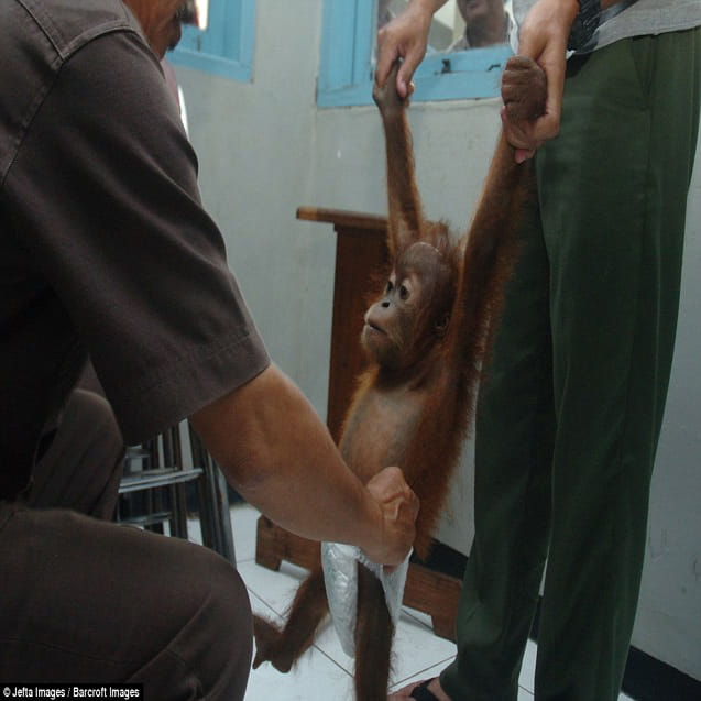 seven-month-old baby orangutan nursed back to health after being rescued from wildlife smugglers