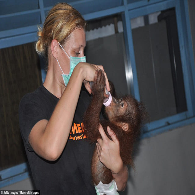 seven-month-old baby orangutan nursed back to health after being rescued from wildlife smugglers