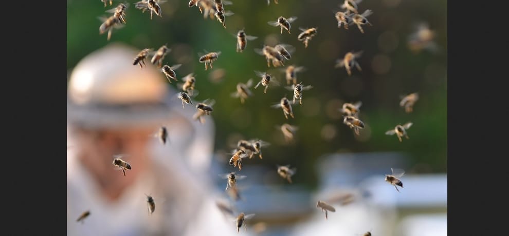 11 years old boy died in bee attack at Nalagarh.