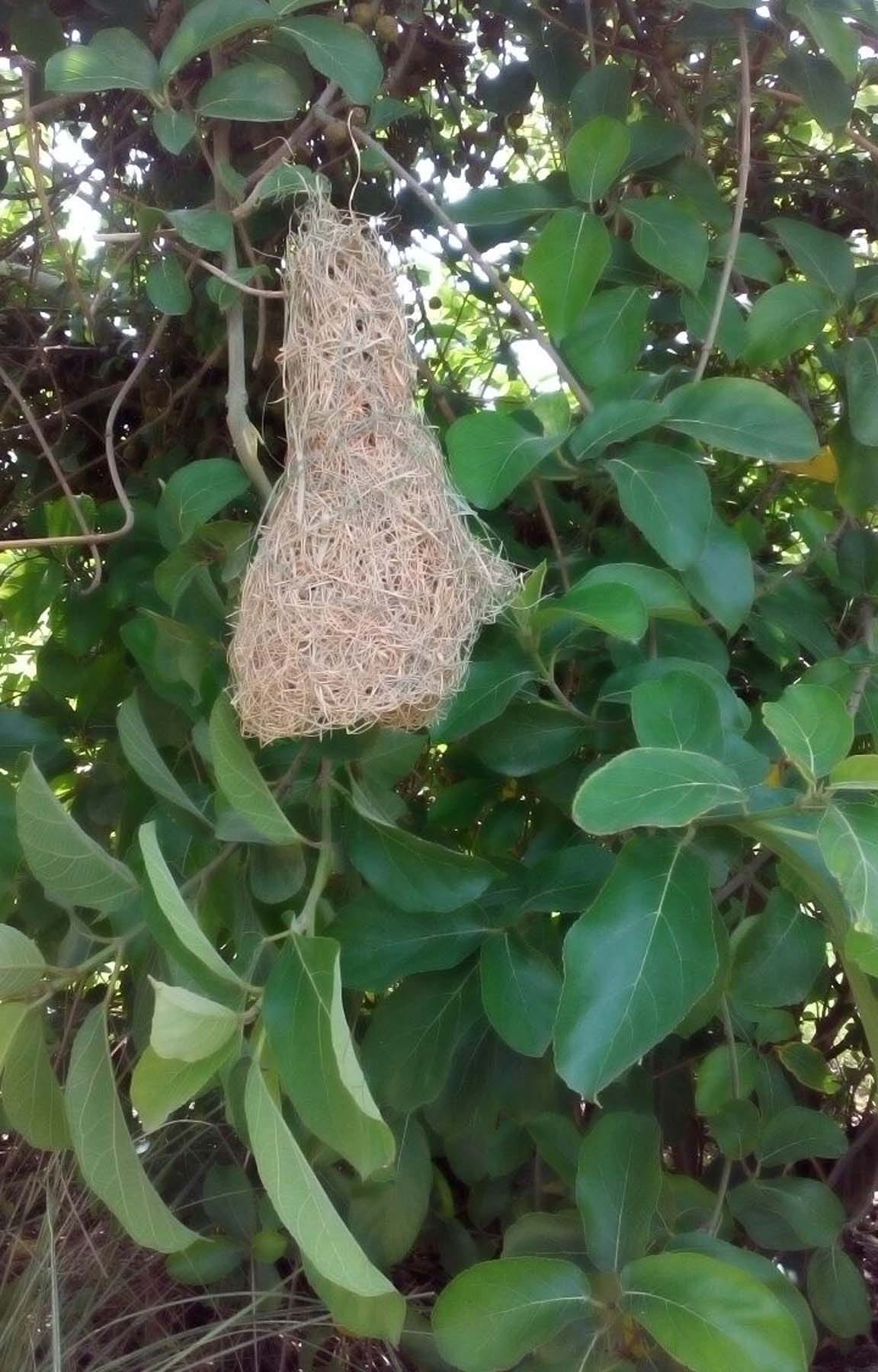 Bunting began to appear Nests aunt 'Baya'