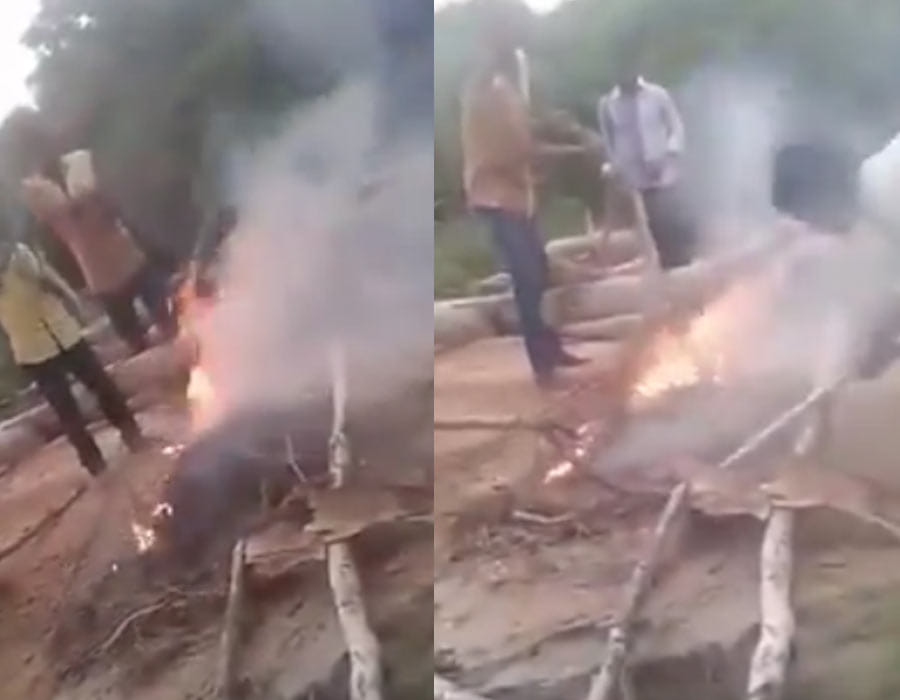 Videos of boys burning 3 puppies, man shooting dogs shock nation.
