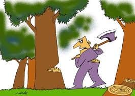Utish and pine trees cut 45