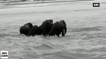 Elephant herd stranded in canal, rescued after hour long operation