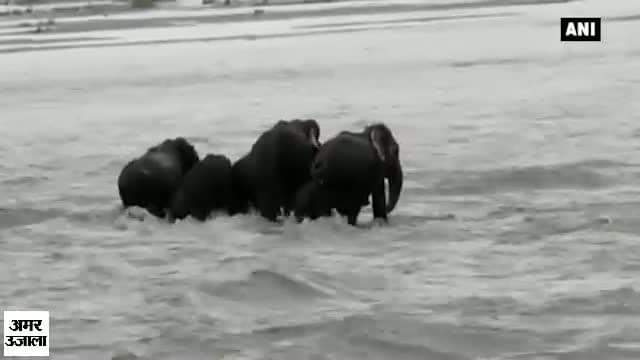 नहर में फंसा हाथी का झुंड