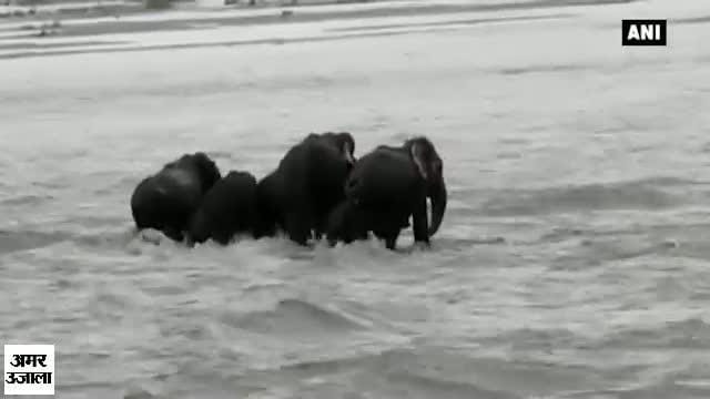 नहर में फंसा हाथी का झुंड