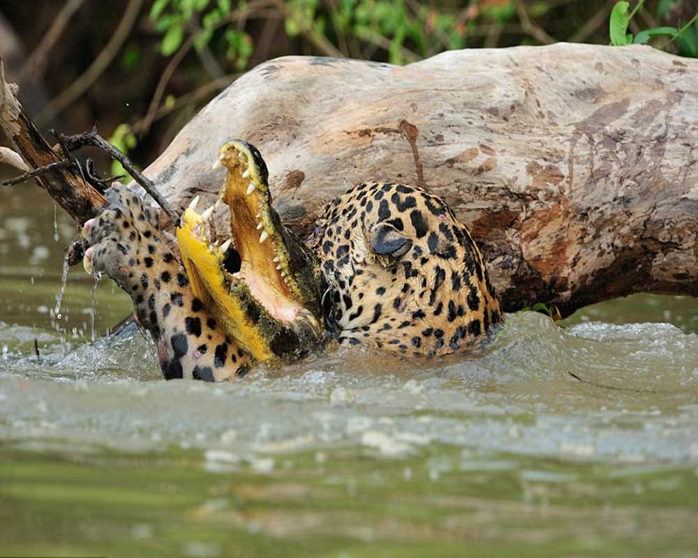 Battle between Jaguar and crocodile