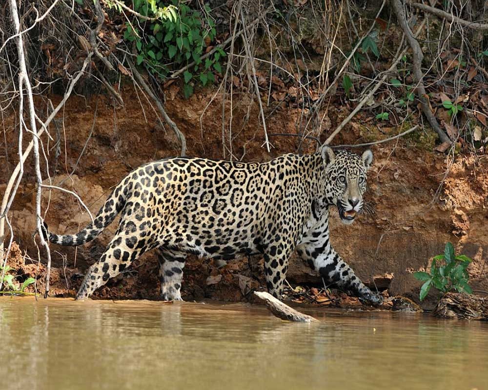 Battle between Jaguar and crocodile