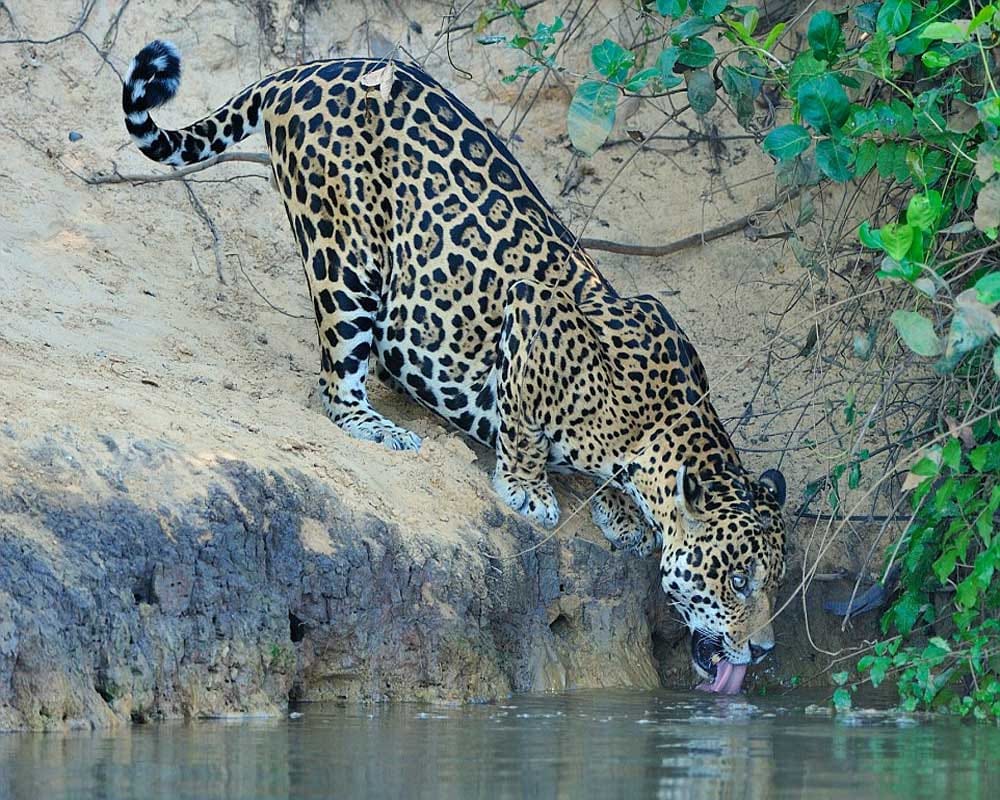 Battle between Jaguar and crocodile