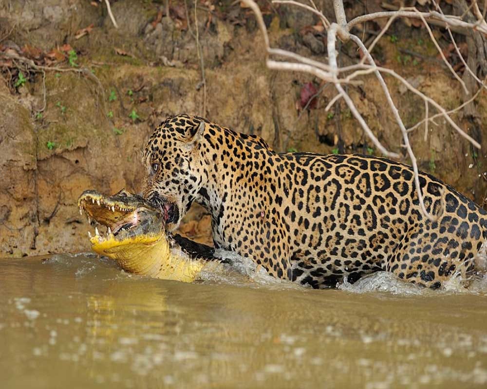 Battle between Jaguar and crocodile