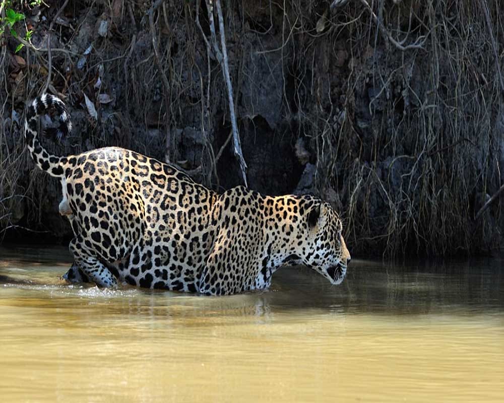 Battle between Jaguar and crocodile