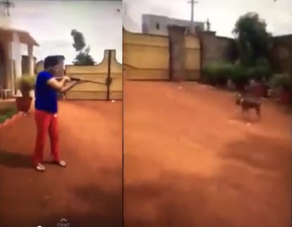 Videos of boys burning 3 puppies, man shooting dogs shock nation.