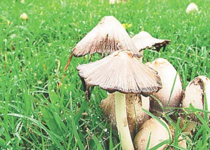 The death of another child sick from eating mushrooms