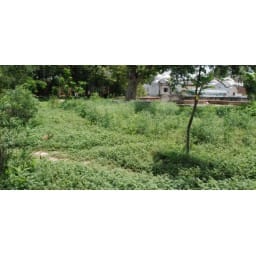 rewari,park,animal, people