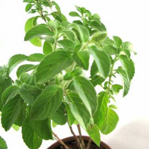 some home remedies in low blood pressure