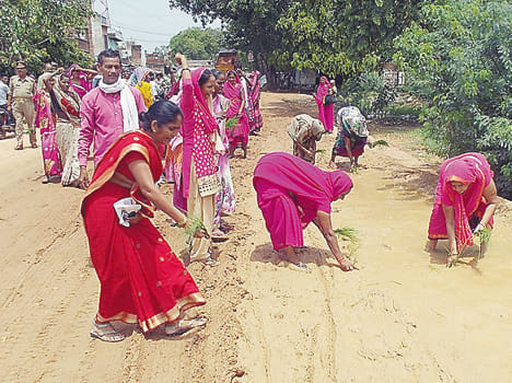 Swamp pink gang planted in highway Bedh