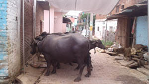 tabela at road