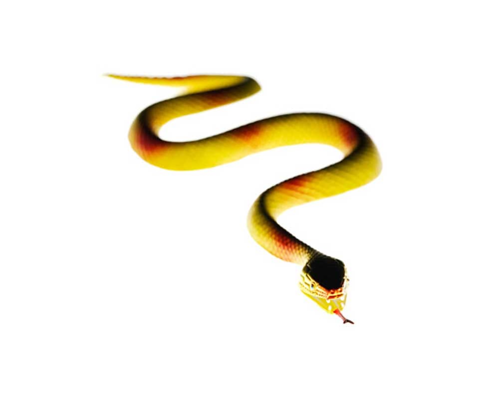childe death due to snake bite 