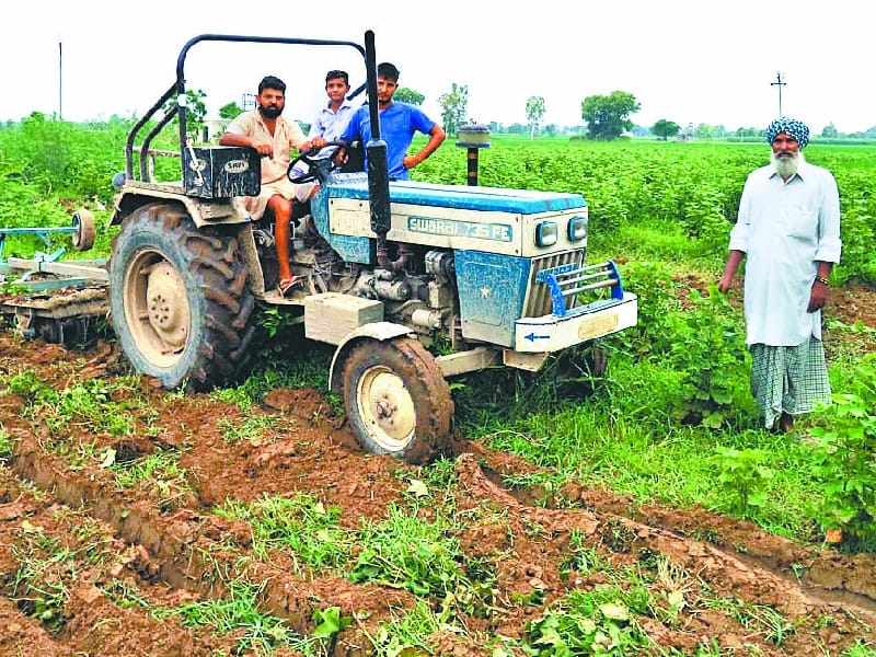 white fly, attack, agriculture, problem, 