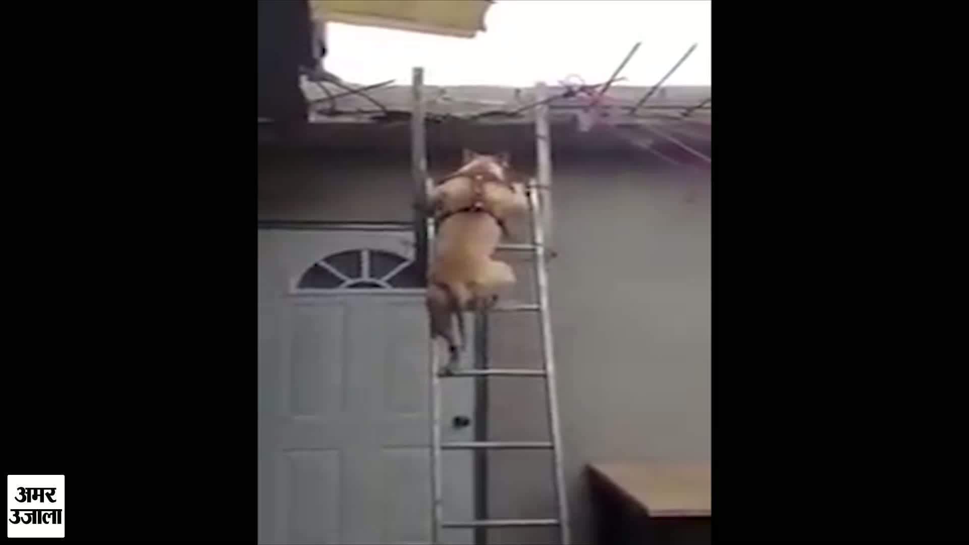 करतबबाज़ कुत्ता