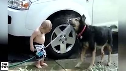 Dog playing with water